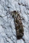 Zeiraphera isertana
