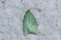 Tortrix viridana