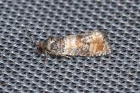 Piniphila bifasciana