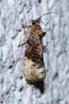 Hedya nubiferana