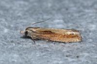 Eucosma obumbratana