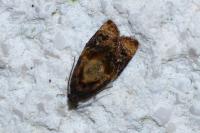 Ditula angustiorana