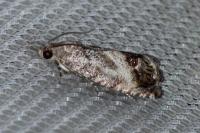 Cydia splendana