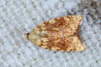 Aleimma loeflingiana