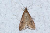 Udea ferrugalis