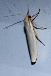 Eilema caniola