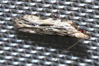 Anarsia innoxiella