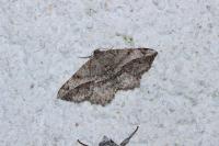 Chiasmia aestimaria