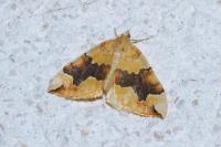 Cidaria fulvata
