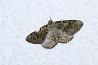Cleorodes lichenaria