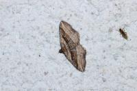 Costaconvexa polygrammata
