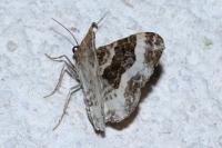 Epirrhoe rivata