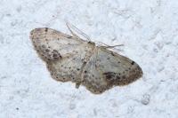 Idaea dimidiata