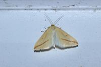 Rhodometra sacraria