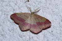 Rhodostrophia vibicaria