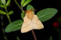 Malacosoma neustria
