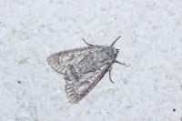 Acronicta aceris