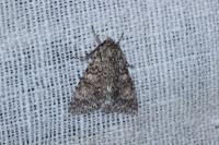 Acronicta megacephala