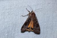 Noctua pronuba