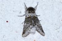 Furcula furcula