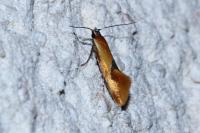 Batia lunaris