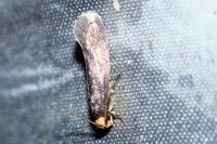 Cephimallota crassiflavella