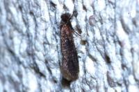 Elatobia fuliginosella