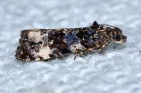Endothenia
