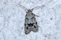 Symmoca signatella