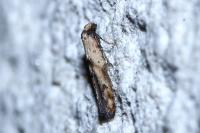 Epermenia aequidentella