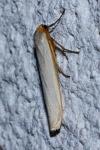 Eilema caniola