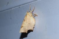 Ennomos erosaria