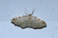 Idaea fuscovenosa