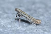 Aspilapteryx tringipennella