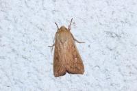 Mythimna vitellina