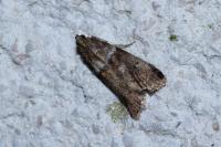 Acrobasis consociella