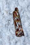 Acrobasis porphyrella