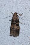 Euzophera pinguis