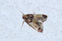Pyralis farinalis