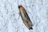 Eucosma cana