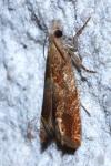 Eucosma conterminana