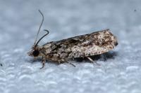 Zeiraphera isertana