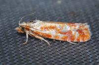 Rhyacionia buoliana