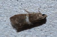 Elegia similella