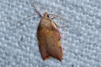 Carcina quercana