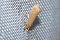 Crassa unitella