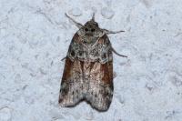 Nycteola siculana