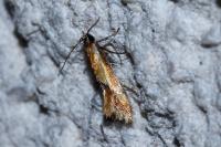 Batia lunaris