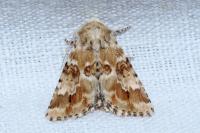 Eremobia ochroleuca