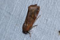 Cosmia affinis